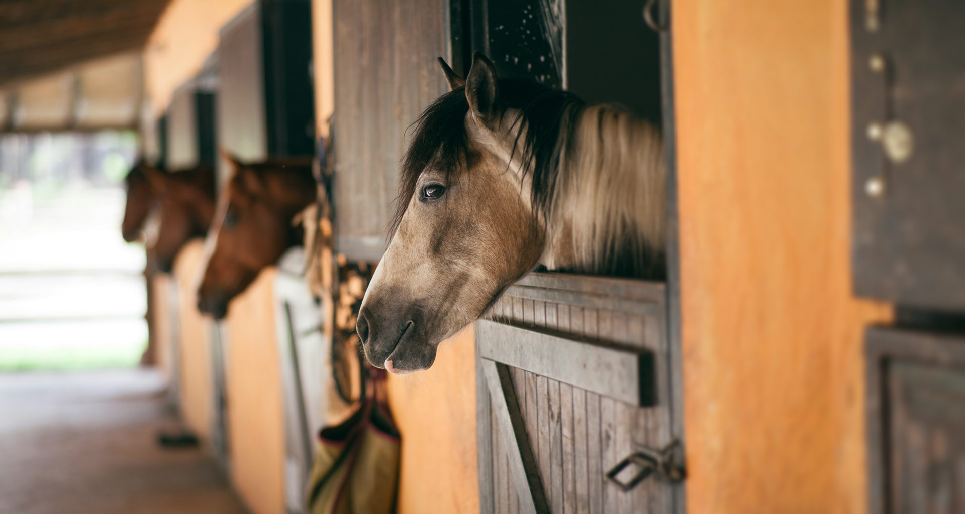 Chevaux aux box