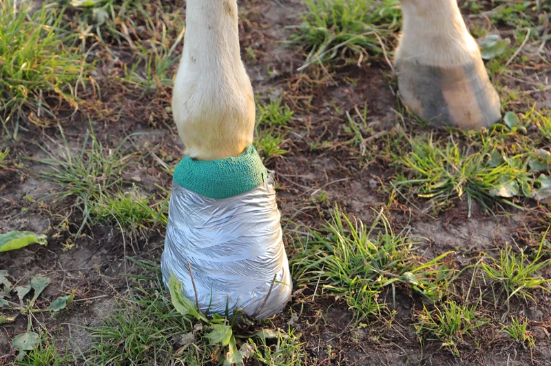 Soins sur abcès sabot cheval