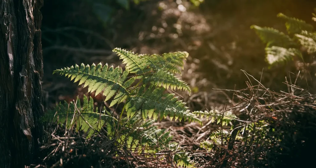 plantes dangereuses