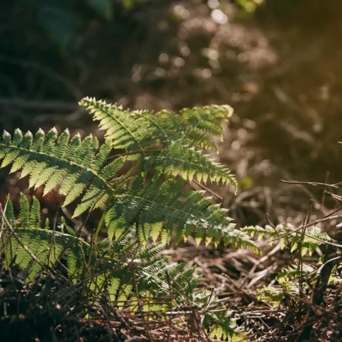 Connaître les plantes dangereuses pour son cheval