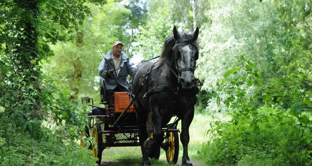 Attelage en randonnée dans la forêt
