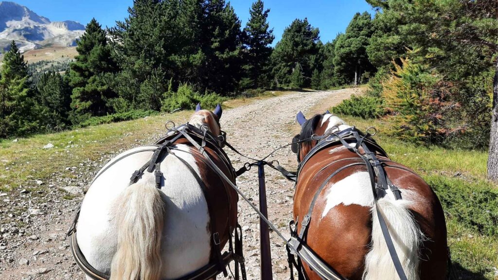 Chevaux menés en attelage