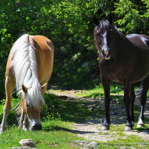 Vérifier l’état de santé de son cheval