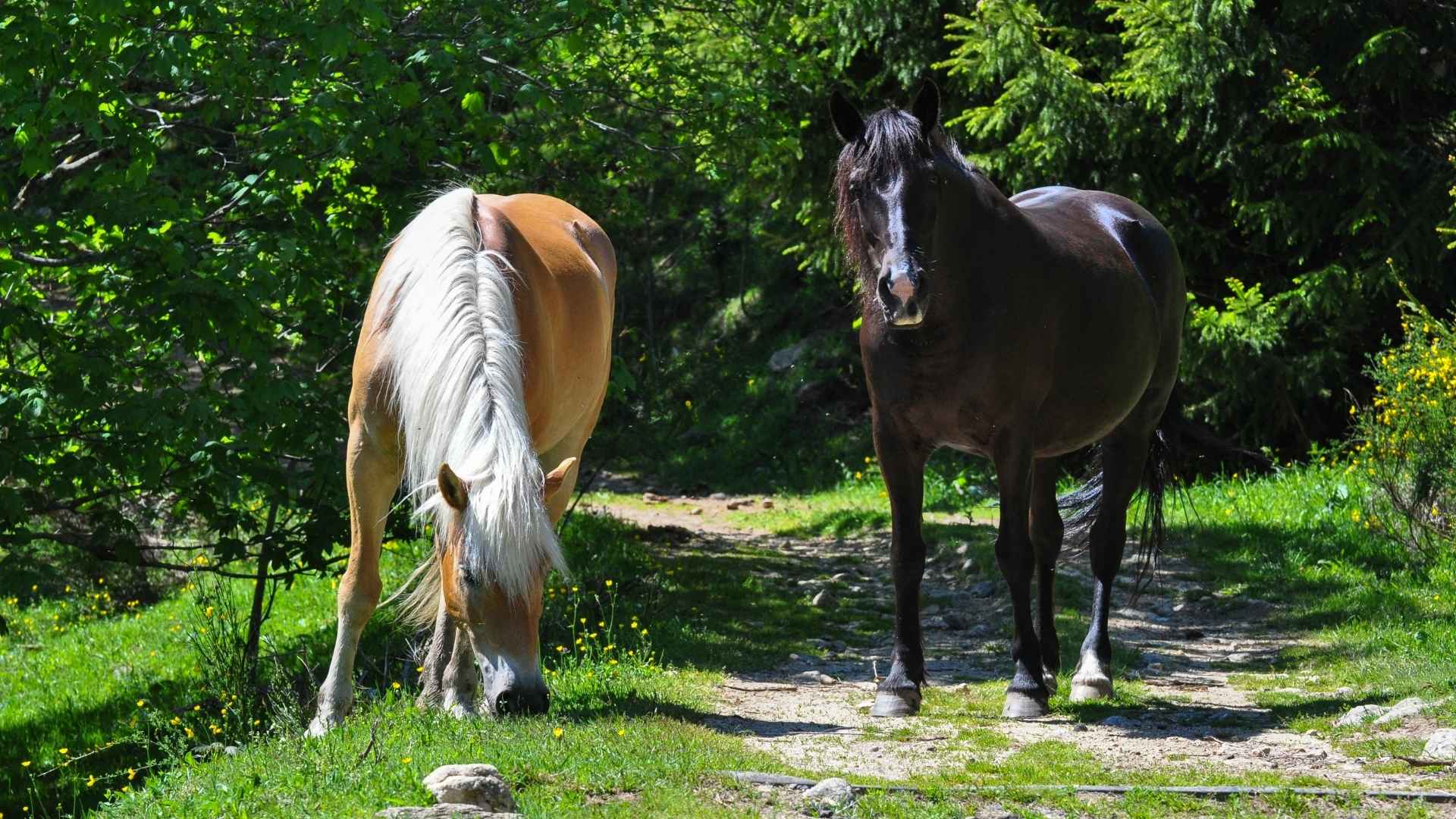 Chevaux en pâture