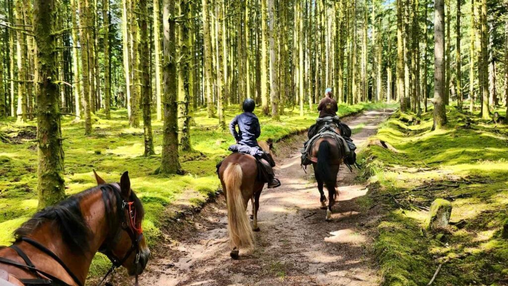 rando en forêt du grand est