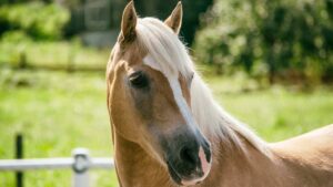 Entre découverte du PTV et Randonnée Equestre