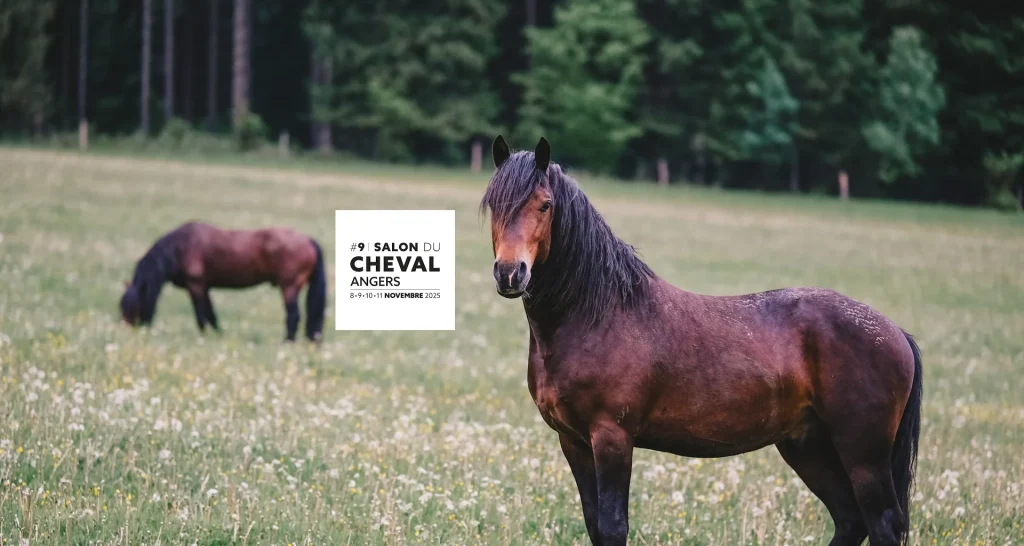 Chevaux au pré