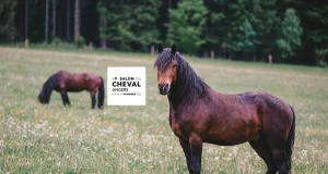 Salon du Cheval d’Angers