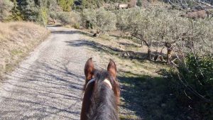 La randonnée de la galette des rois lance la saison équestre